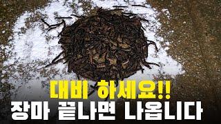 장마 끝나면 바글바글 시작 됩니다