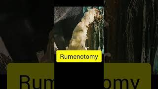 Rumenotomy l dr umar khan