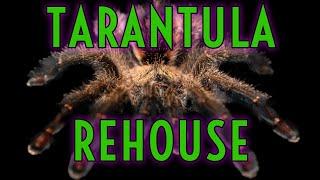 Spider Shoppe Helps Me REHOUSE my NEW Tarantulas!