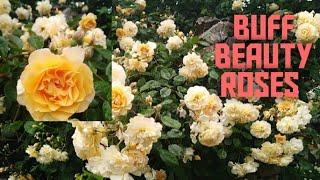 BUFF BEAUTY CLIMBING ROSES