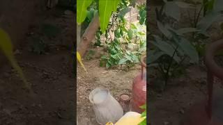 #@MY mango###Siwam Kumar g61