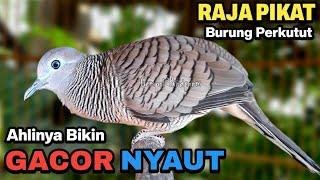 Perkutut lokal gacor RAJA PIKAT ini ahlinya bikin semua burung perkutut gacor nyaut