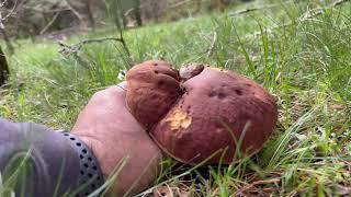 BOLETUS PINICOLA de alta Montaña (4K Vídeo), en Soria a 20 de Junio de 2023