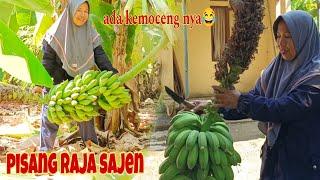 PANEN PISANG RAJA BERBELALAI UNTUK LAMARAN