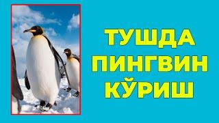 Туш табири - Тушда Пингвин куриш