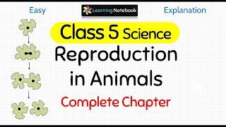 Class 5 Science Reproduction in Animals