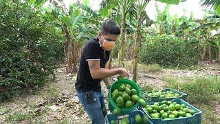 Cosecha de LIMÓN PERSA | Clima y suelo para cultivarlo | Podas en los cultivos de Limón Persa