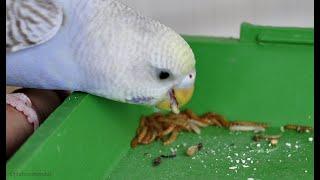 Tamed Budgerigar Remy Eating Mealworms