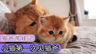 猫爸带娃，小奶猫第一次见猫爸吓得躲起来，通过玩耍很快就混熟了