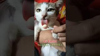 Cara Kucing Mengisap Gula-Gula 