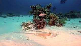Дайвинг / Египет / Красное море / Abu Galawa Soraya Reef / 2019 / Diving