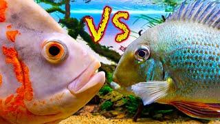 Showdown! Oscars vs Geophagus Fish - Who Wins?