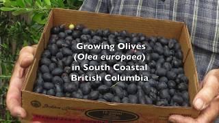 Growing Olives in South Coastal British Columbia