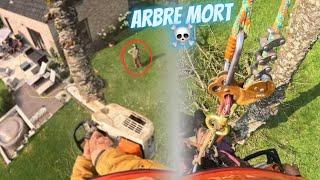 Élagage par démontage d’un arbre mort ️              Stihl Msa 220 et ms 201