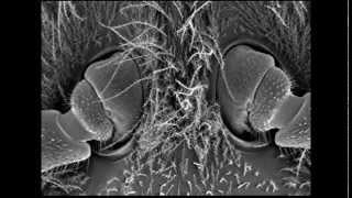 Anatomy of the bee antennae