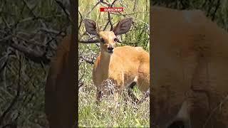 Steenbok #shortsyoutube