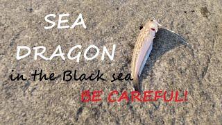 Black Sea danger: Sea Dragon. The most poisonous fish in the Black sea.