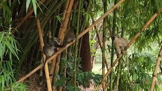 Monkeys at Nairobi's Arboretum Park Kenya