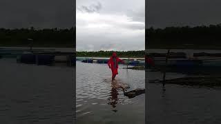 FISHING VESSEL#buhayprobinsya #buhaybukid #fishcage #banguscage#tilapia farm#agriculture#farming