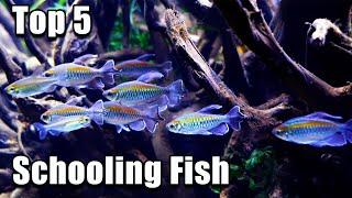 Top 5 Schooling Fish in The WORLD!
