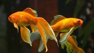 10 Jenis Ikan Hias Aquarium yang Mudah Dipelihara Cocok untuk Pemula