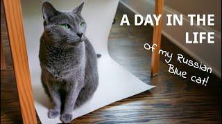 A Day in the Life of Murka, my Russian Blue Cat