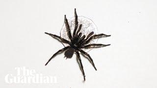 Biggest ever male funnel-web spider confirmed to be new species