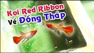 REVIEW 2 ĐƠN CÁ 7 MÀU - GUPPY VỀ ĐỒNG THÁP | Túc Thịnh