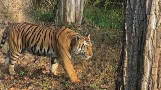 Tiger Tank Male, Kabini - Part 1