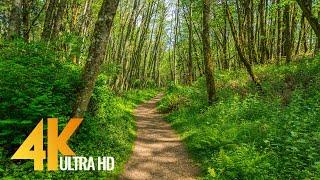 4K Virtual Hike on a Sunny Day with Forest Sounds - Licorice Fern Trail, Issaquah Area