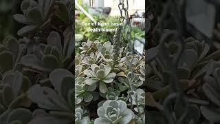 Succulent Plant with a Death Bloom! | Orostachys iwarenge | Chinese Dunce Cap #shorts #succulents