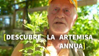 ARTEMISA Annua  USOS Medicinales, PROPIEDADES, CULTIVO, ASOCIACIONES