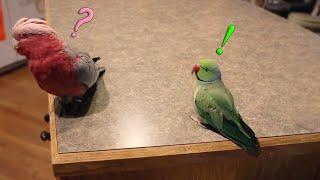 Indian Ringneck Meets My Galah Cockatoo For The FIRST Time!