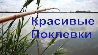 КРАСИВЫЕ ПОКЛЕВКИ-3. Рыбалка, Поплавочная удочка, Ловля на поплавок. Fishing, ikan, câu cá