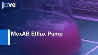 Investigation Of MexAB Efflux Pump From Pseudomonas aeruginosa l Protocol Preview