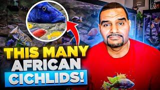 How Many African Cichlids in ONE TANK? – (Stop Searching)