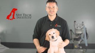 Vet Tech Institute: Admissions