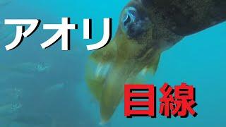 【捕食】アオリイカがアジを襲う！　釣りの水中映像