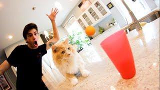 ULTIMATE CAT TRICK SHOTS!