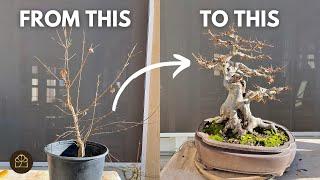 How to Turn a 3-Year-Old Tree to 25-Year-Old Bonsai