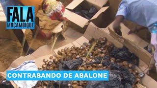 PGR incinerou mais de 100 kg de abalone, uma espécie de marisco raro na costa de Moçambique