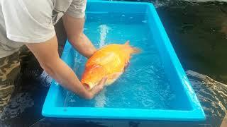 Konishi Koi Farm Super Jumbo Karashigoi Growth Update 11/04/202]