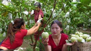 Harvesting the 85-year-old grandmother's guava garden to sell at the market growing corn on the farm