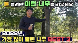 어떤 나무가 잘 팔릴까? 2022년 판매 순위 BEST 3!!