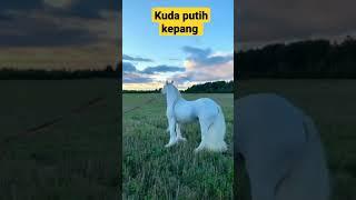 kuda ter cantik di dunia , kuda kepang #horse #kuda #shortbeta2022