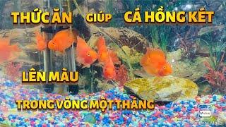 #163]Cá Hồng Két ăn gì lên màu?Giá bao nhiêu tiền?#congáibàtô