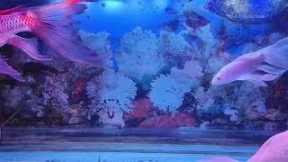 RELAXING WATERFLOW WITH AQUARIUM DECORATIVE FISH, COLOUR FISH