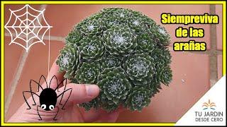 ¿Cómo ES? + CUIDADOS de Sempervivum arachnoideum [Siempreviva de Telarañas o Siempreviva de Arañas]