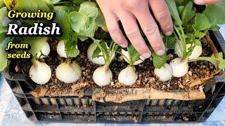 Growing Radish from Seed to Harvest in Small Veg Boxes