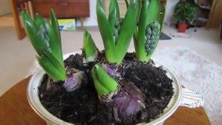 How to Force Hyacinth bulbs